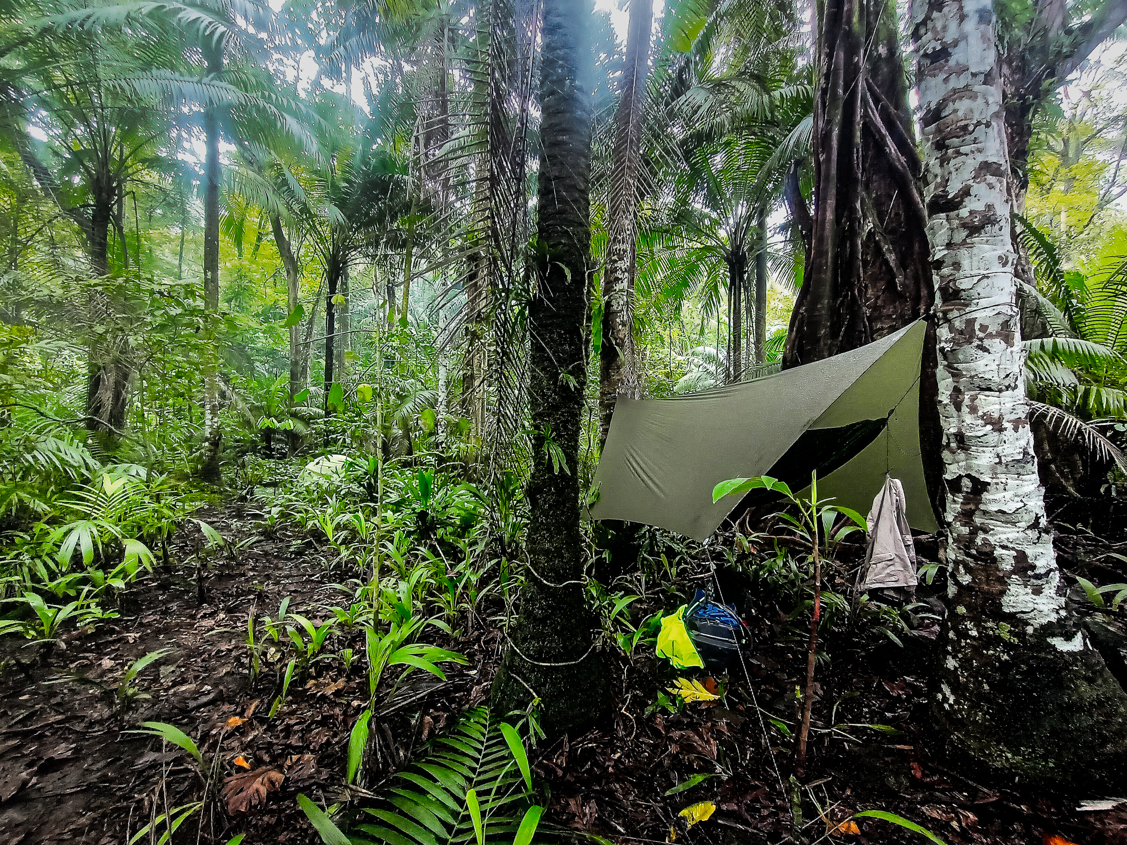 ©Vincent Pearlstein - Campement en forêt avec un hamac sous un tarp