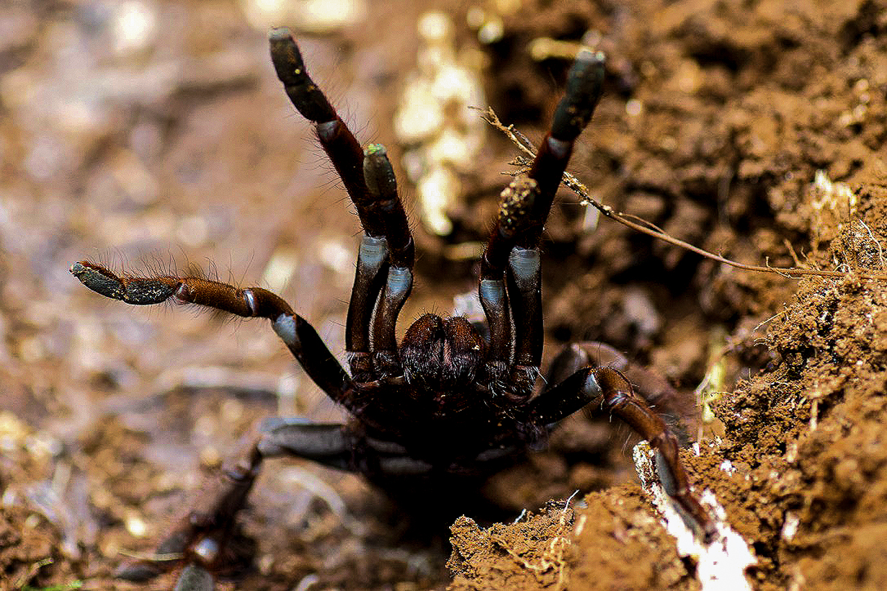 ©Matis Mallocher |  Lathrothele catamita - Mygale trouvée sur l'île de Saõ-Tomé