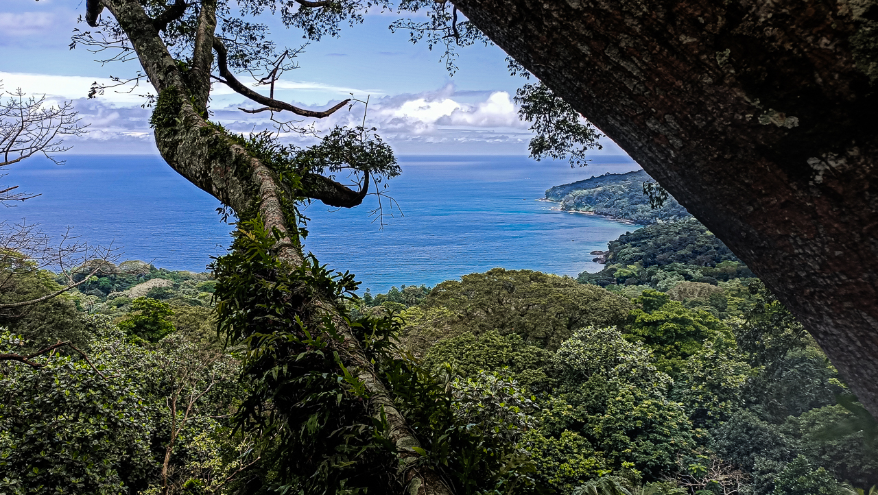 ©Vincent Pearlstein - Vue depuis le haut d'un fromager (Ceiba pentandra) sur l'île de Principe