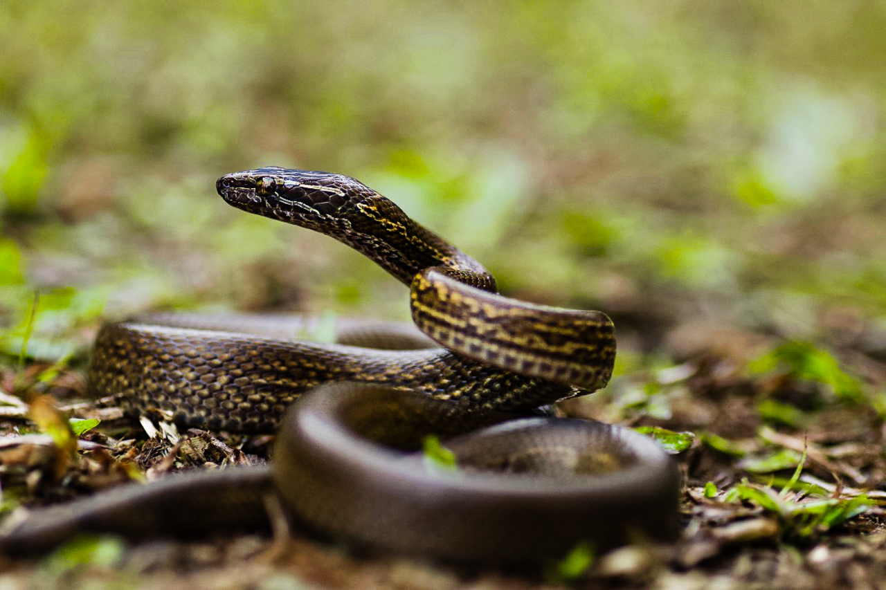 ©Matis Mallocher |  Boedon bedriagae - Serpent repéré sur l'île de Saõ-Tomé