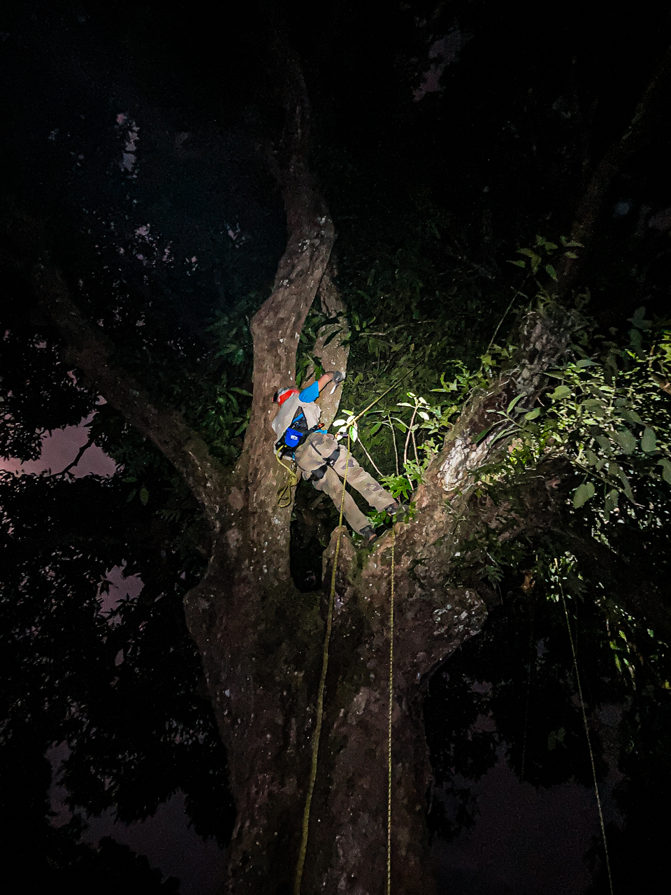 ©Gabriel Nève | Prospection nocturne d'un manguier (Mangifera indica)